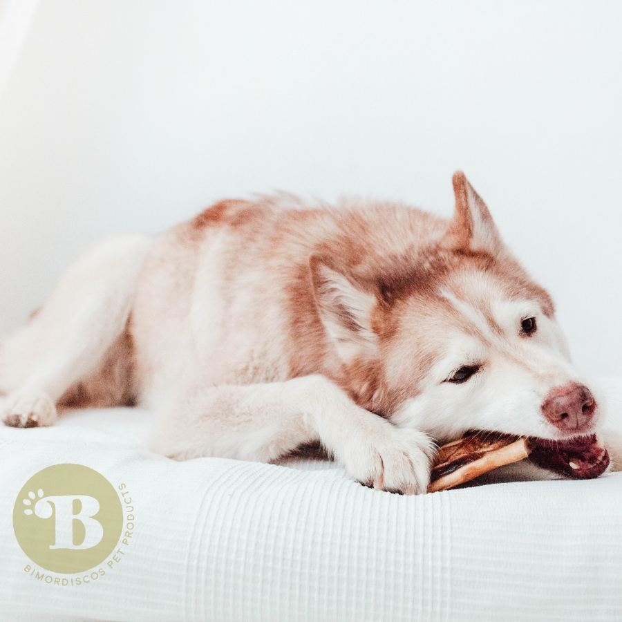 BIMORDISCOS Caravaca para perros, , large Imagen numero 4